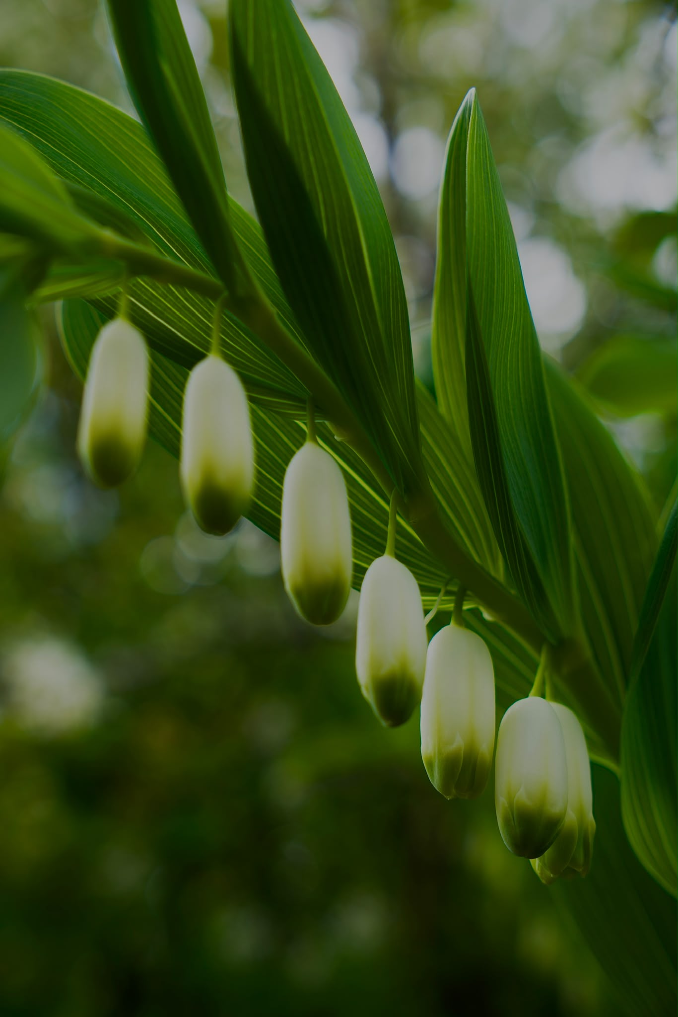 Spring in Lysaker cover